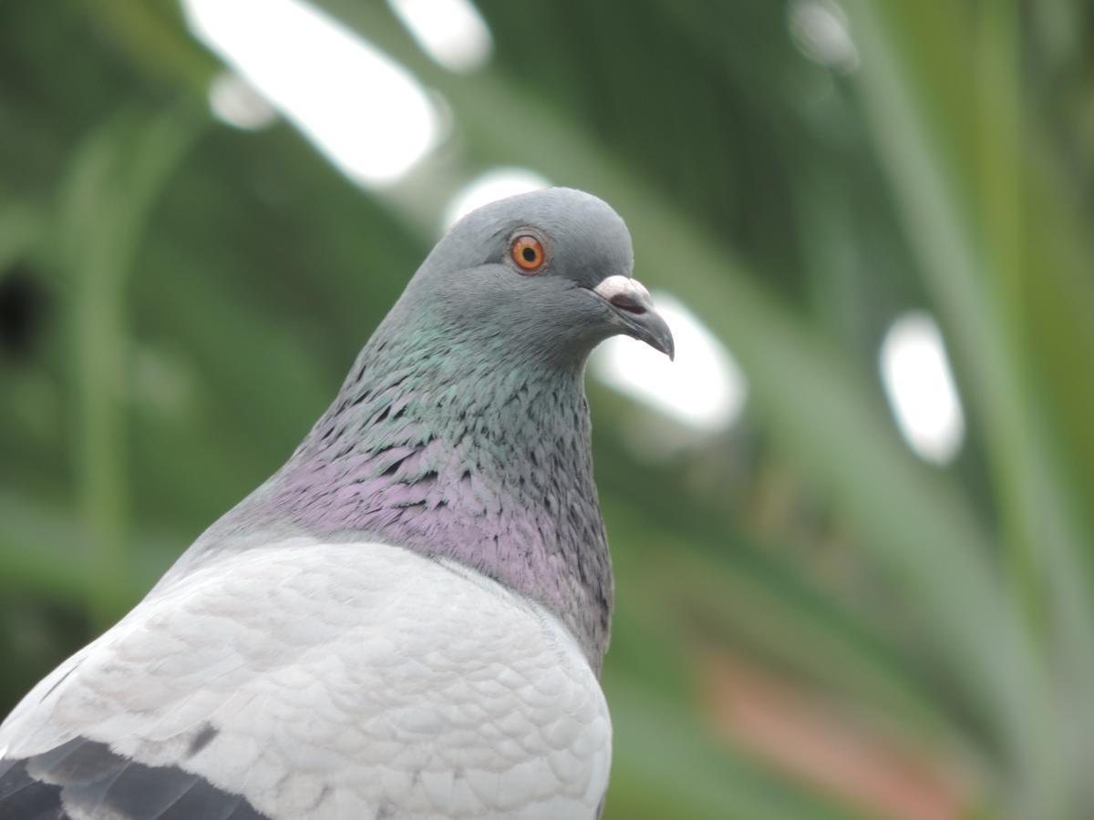 オロティナChez Philippeアパートメント エクステリア 写真
